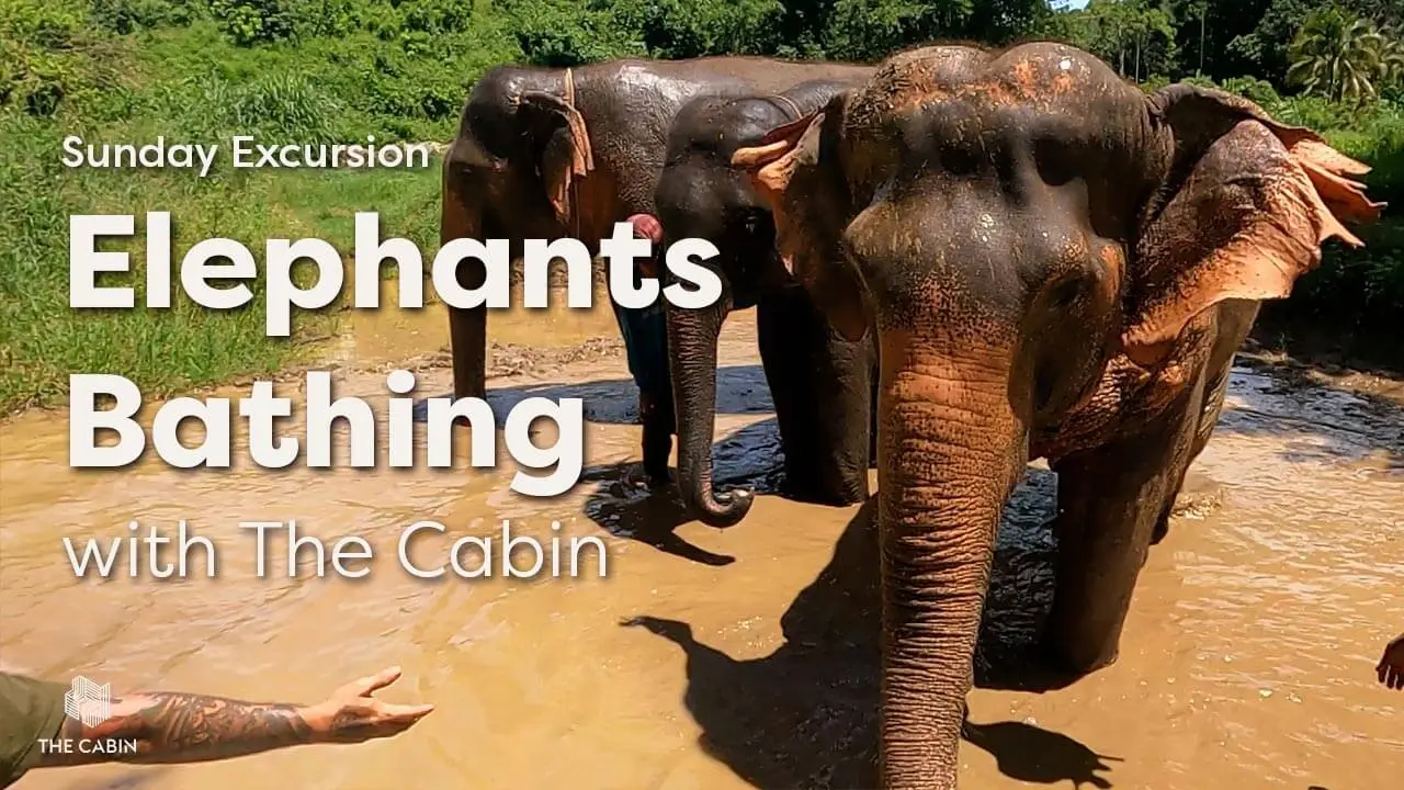 Sunday Excursion Elephant Bathing